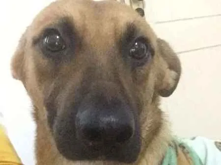 Cachorro ra a SRD idade 4 anos nome Marronzinho