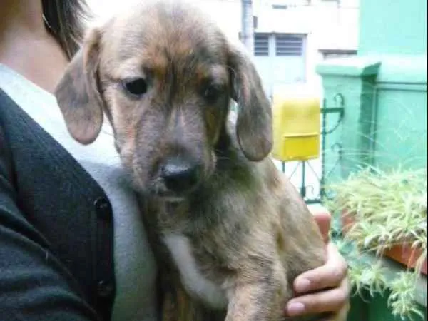 Cachorro ra a SRD idade 7 a 11 meses nome Toddy