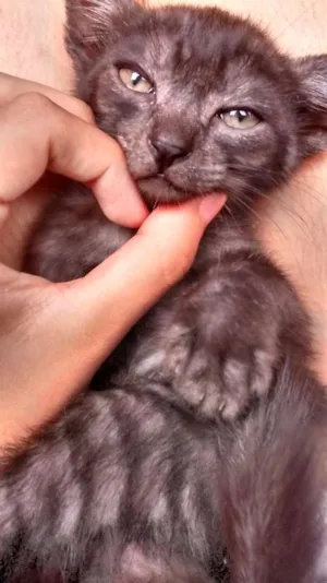Gato raça  idade 2 a 6 meses nome Sem nome