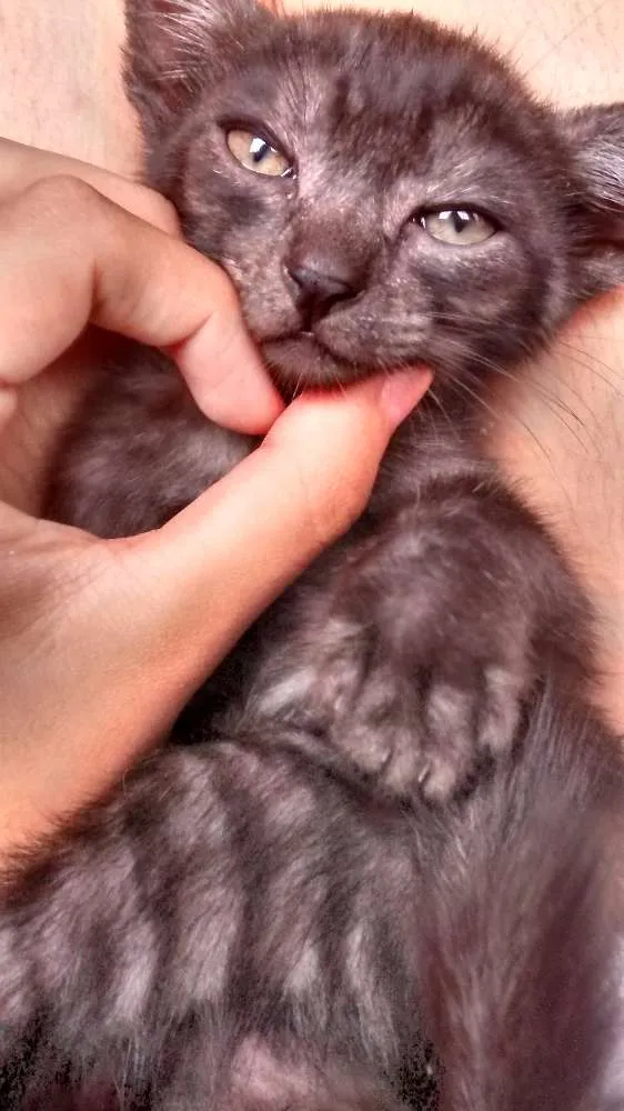 Gato ra a  idade 2 a 6 meses nome Sem nome