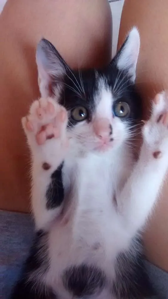 Gato ra a  idade 2 a 6 meses nome Sem nome