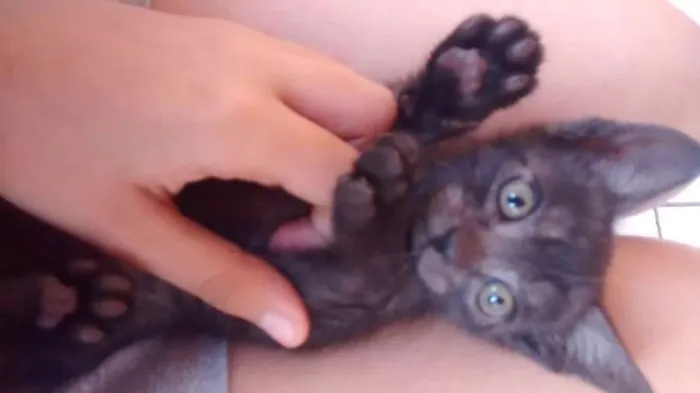 Gato ra a  idade 2 a 6 meses nome Sem nome