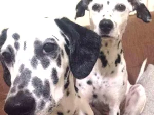 Cachorro raça Dalmata idade 5 anos nome Missi e Ameli