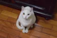 Bo