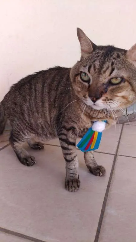 Gato raça Mestiço idade 6 ou mais anos nome Lipe e Pitchu