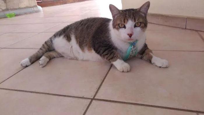Gato raça Mestiço idade 6 ou mais anos nome Lipe e Pitchu