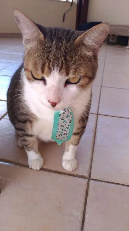 Gato raça Mestiço idade 6 ou mais anos nome Lipe e Pitchu