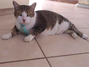 Gato raça Mestiço idade 6 ou mais anos nome Lipe e Pitchu