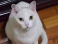 Bo