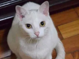 Gato raça Vira-Lata idade 6 ou mais anos nome Bo