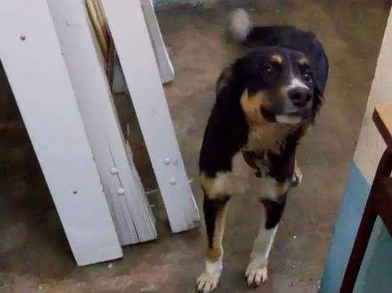 Cachorro raça Border collie e Bernese? mistu idade 7 a 11 meses nome Bidó