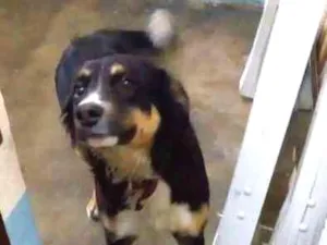 Cachorro raça Border collie e Bernese? mistu idade 7 a 11 meses nome Bidó
