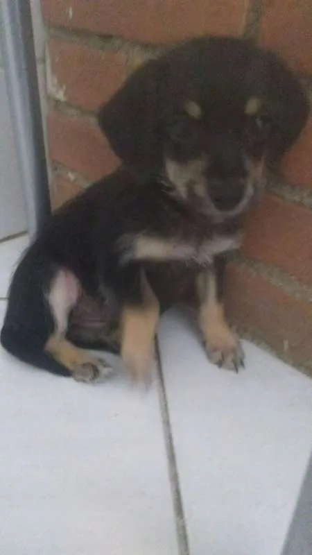 Cachorro ra a SRD idade Abaixo de 2 meses nome CACHORRO ABANDONADO