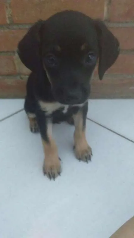 Cachorro ra a SRD idade Abaixo de 2 meses nome CACHORRO ABANDONADO