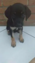 CACHORRO ABANDONADO
