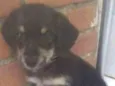 CACHORRO ABANDONADO