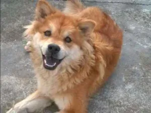 Cachorro raça Chow Chow idade 3 anos nome Bela e Fera