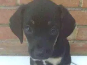 Cachorro raça SRD idade Abaixo de 2 meses nome CACHORRO ABANDONADO
