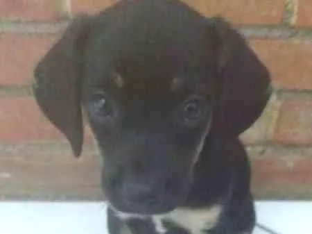Cachorro ra a SRD idade Abaixo de 2 meses nome CACHORRO ABANDONADO