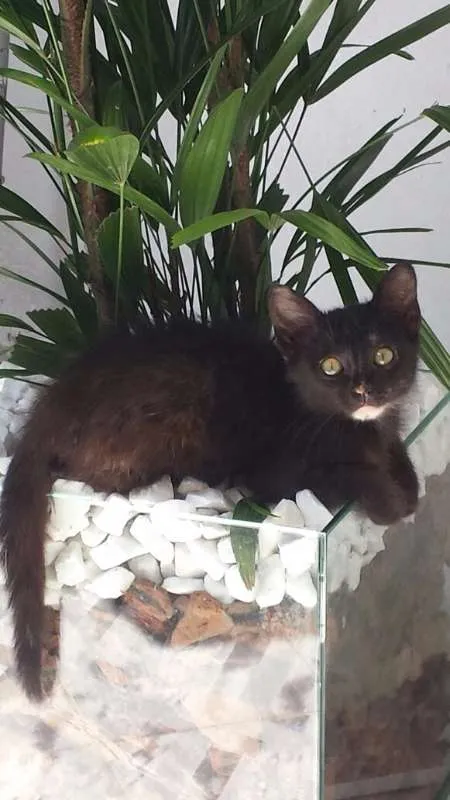 Gato ra a SRD idade 2 a 6 meses nome MIA