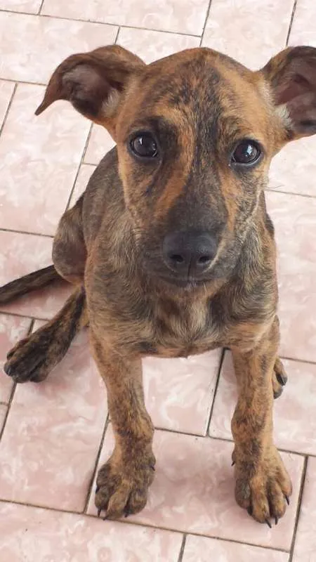 Cachorro ra a SRD idade 2 a 6 meses nome Jade