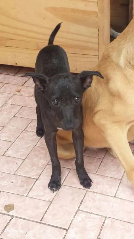 Cachorro ra a SRD idade 2 a 6 meses nome Nero