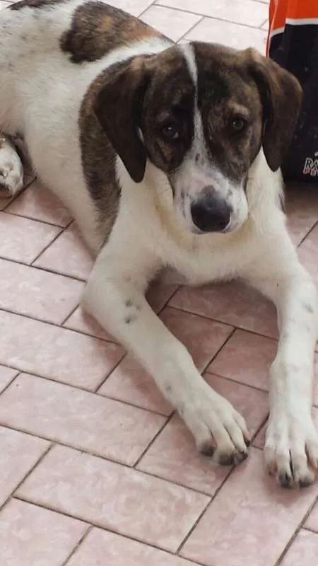 Cachorro ra a SRD idade 7 a 11 meses nome Mile