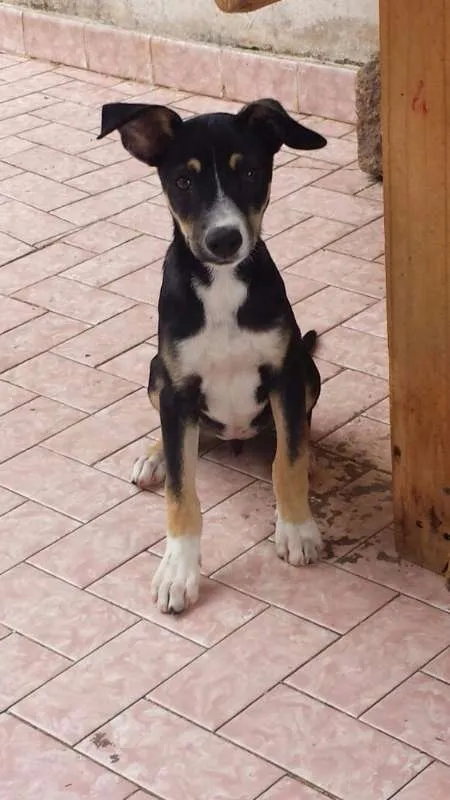 Cachorro ra a SRD idade 2 a 6 meses nome Jones