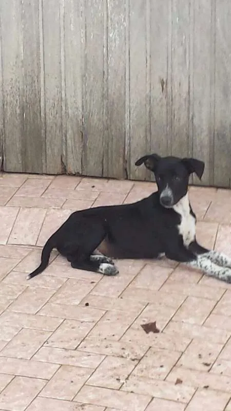 Cachorro ra a SRD idade 2 a 6 meses nome Rajado