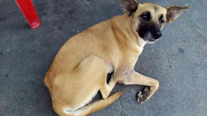 Cachorro ra a Sem raça definida idade 1 ano nome Não sei