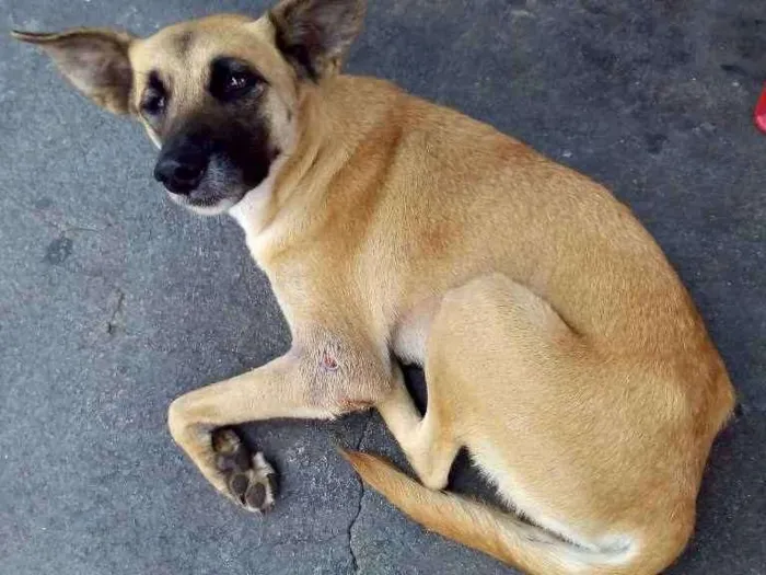 Cachorro ra a Sem raça definida idade 1 ano nome Não sei