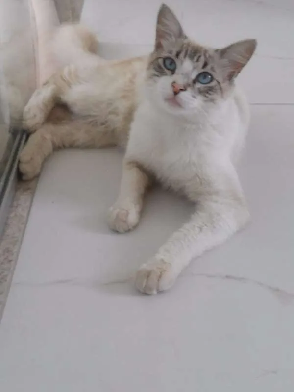 Gato ra a Siamês idade 1 ano nome Olaf