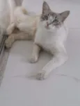 Olaf