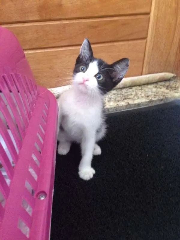 Gato ra a SRD idade Abaixo de 2 meses nome Não tem