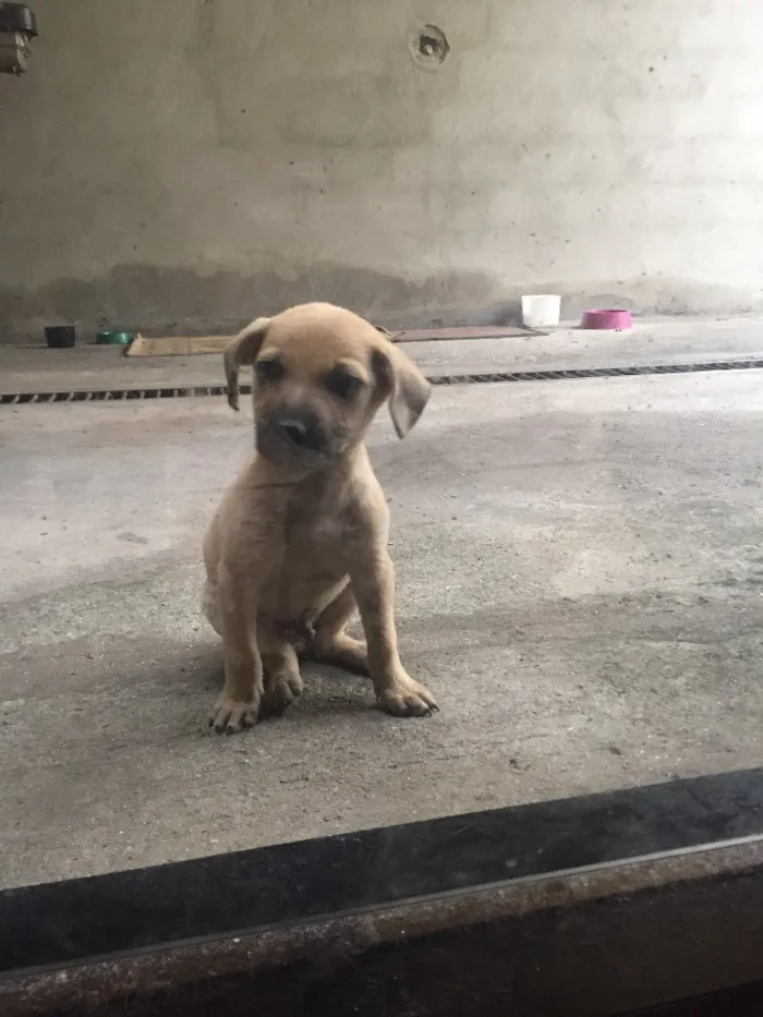 Cachorro ra a Não definida  idade Abaixo de 2 meses nome Spider Dog 