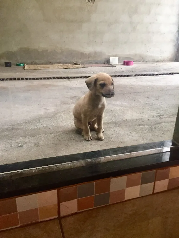 Cachorro ra a Não definida  idade Abaixo de 2 meses nome Spider Dog 