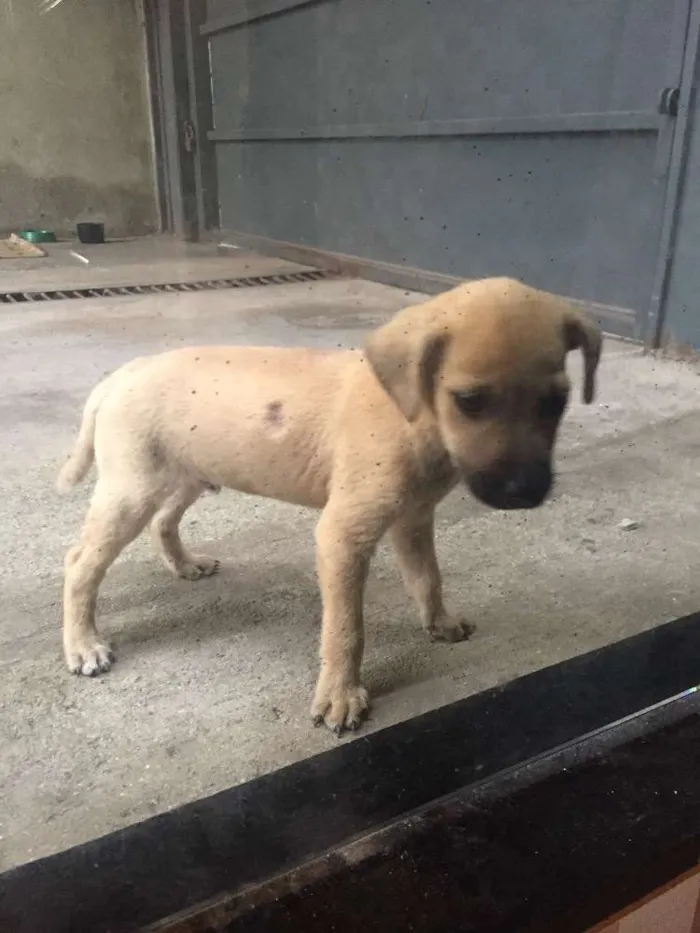 Cachorro ra a Não definida  idade Abaixo de 2 meses nome Spider Dog 