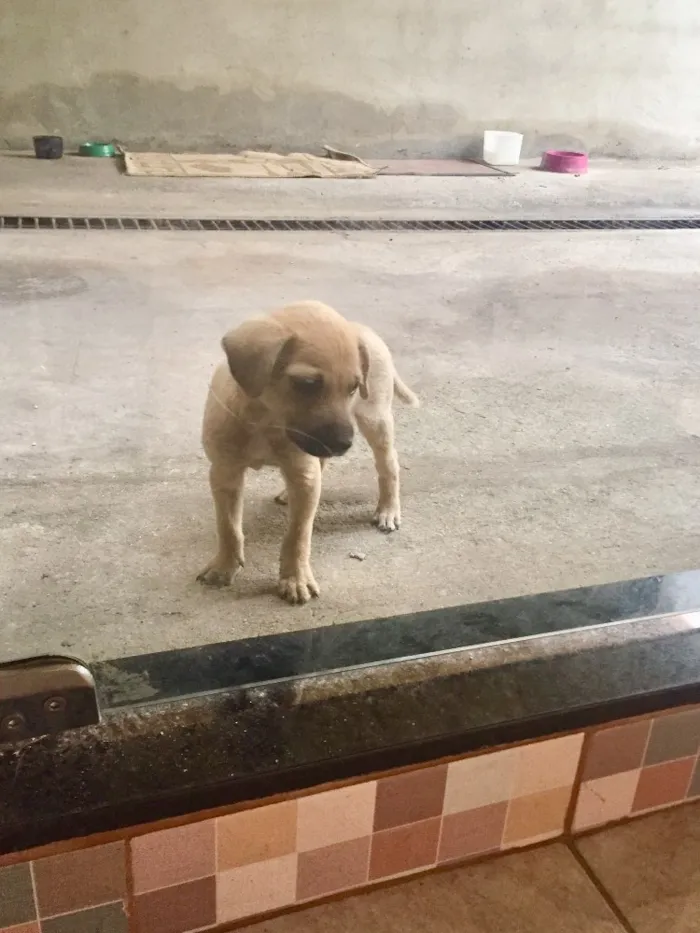 Cachorro ra a Não definida  idade Abaixo de 2 meses nome Spider Dog 