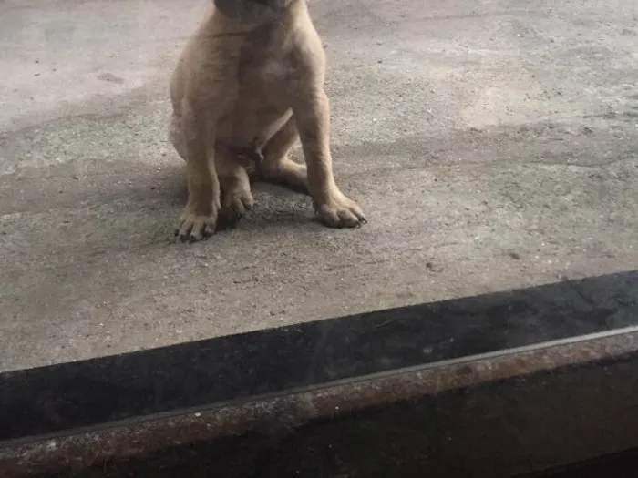 Cachorro ra a Não definida  idade Abaixo de 2 meses nome Spider Dog 