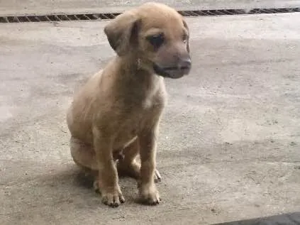 Cachorro ra a Não definida  idade Abaixo de 2 meses nome Spider Dog 