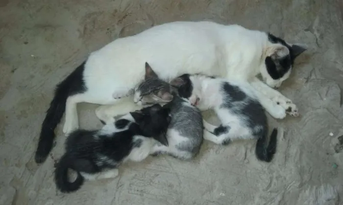 Gato raça  idade Abaixo de 2 meses nome CODY, MARY E NANCY