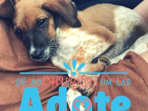 Cachorro raça  idade 2 a 6 meses nome CHURROS