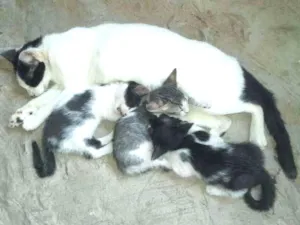 Gato raça  idade Abaixo de 2 meses nome CODY, MARY E NANCY