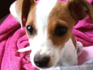 Cachorro raça Vira lata idade 2 a 6 meses nome ---
