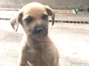 Cachorro raça Não definida  idade Abaixo de 2 meses nome Spider Dog 