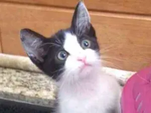 Gato raça SRD idade Abaixo de 2 meses nome Não tem