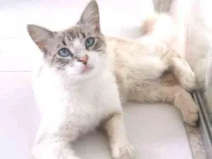 Gato raça Siamês idade 1 ano nome Olaf