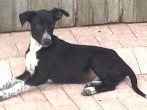 Cachorro raça SRD idade 2 a 6 meses nome Rajado