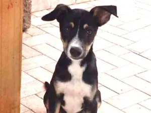 Cachorro raça SRD idade 2 a 6 meses nome Jones