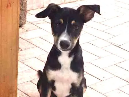 Cachorro ra a SRD idade 2 a 6 meses nome Jones